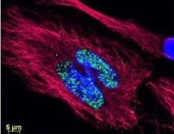 Donkey anti-Goat IgG (H+L) Secondary Antibody (Pre-adsorbed), Novus Biologicals